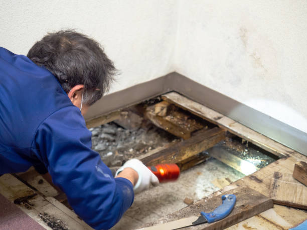 Best Attic Mold Remediation in Oak Trail Shores, TX