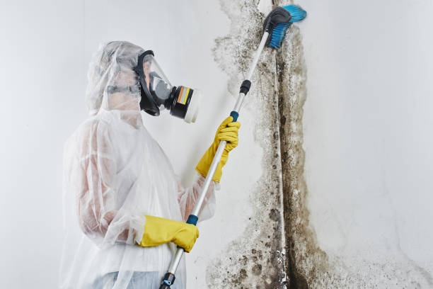 Best Preventive Mold Services in Oak Trail Shores, TX