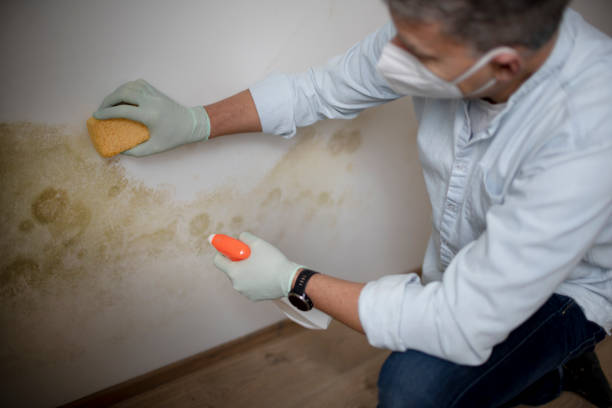 Professional Mold Remediation in Oak Trail Shores, TX