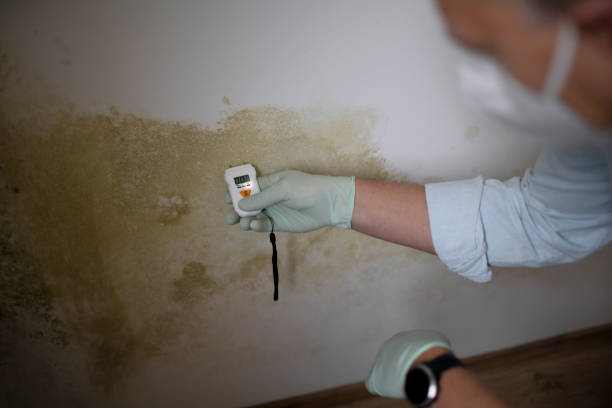 Best Residential Mold Remediation in Oak Trail Shores, TX