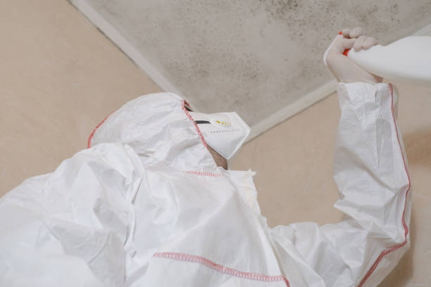 Best Black Mold Remediation in Oak Trail Shores, TX